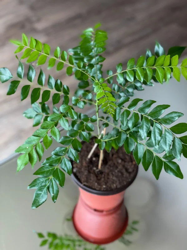 Curry Leaf Plant